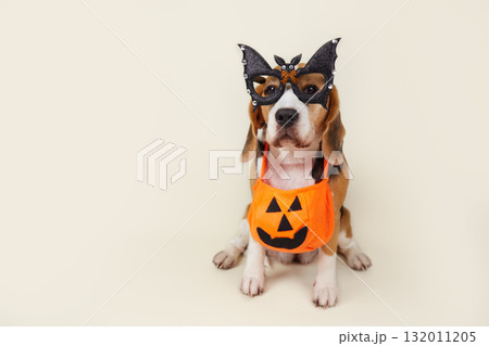 A beagle wearing funny bat-shaped glasses and a pumpkin-shaped basket for Halloween.  132011205