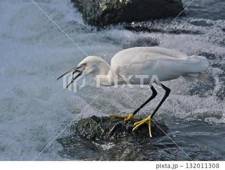 　小魚を捕まえたコサギ。 132011308