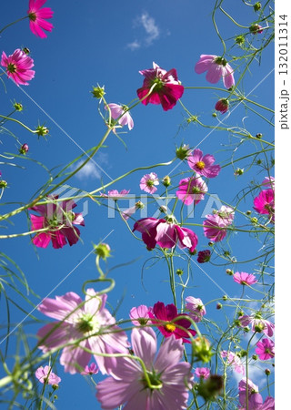 青空に映える秋桜 132011314