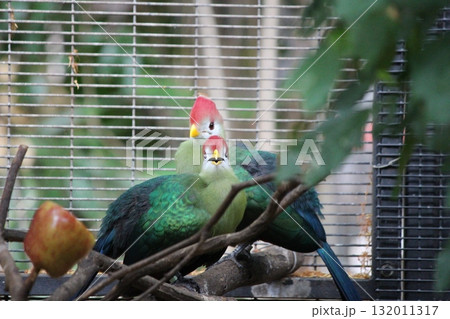 ホノルル動物園の鳥 ホノルル動物園の鳥 132011317