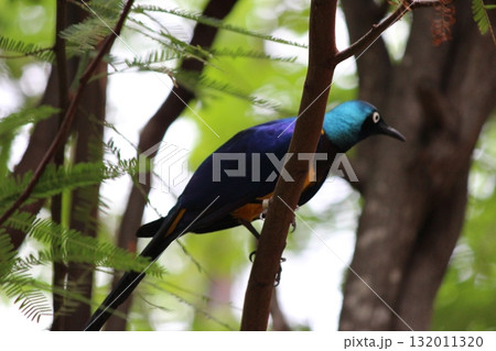 ホノルル動物園の鳥 ホノルル動物園の鳥 132011320