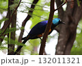 ホノルル動物園の鳥 132011321