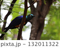 ホノルル動物園の鳥 132011322