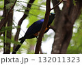 ホノルル動物園の鳥 132011323