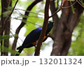 ホノルル動物園の鳥 132011324