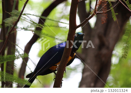ホノルル動物園の鳥 132011324