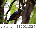 ホノルル動物園の鳥 132011325