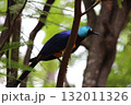 ホノルル動物園の鳥 132011326