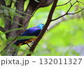 ホノルル動物園の鳥 132011327