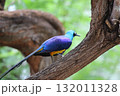 ホノルル動物園の鳥 132011328