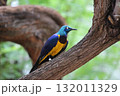 ホノルル動物園の鳥 132011329