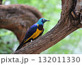 ホノルル動物園の鳥 132011330