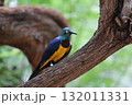 ホノルル動物園の鳥 132011331