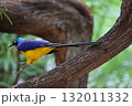 ホノルル動物園の鳥 132011332