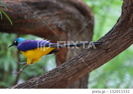 ホノルル動物園の鳥 ホノルル動物園の鳥 132011332