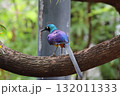 ホノルル動物園の鳥 132011333