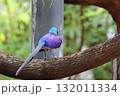 ホノルル動物園の鳥 132011334