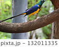 ホノルル動物園の鳥 132011335