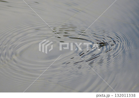 水面に浮かぶアメンボウ 水面に浮かぶアメンボウ 132011338