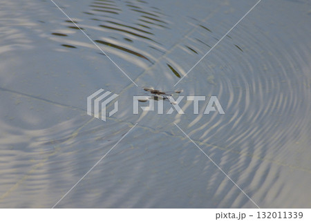 水面に浮かぶアメンボウ 水面に浮かぶアメンボウ 132011339