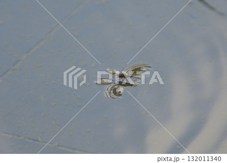 水面に浮かぶアメンボウ 132011340