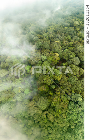 Tropical forests can absorb large amounts of carbon dioxide from the atmosphere. 132011354
