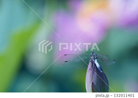 蓮の蕾にとまるトンボ 132011401