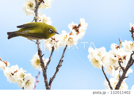 梅の花を物色するメジロ 梅の花を物色するメジロ 132011402