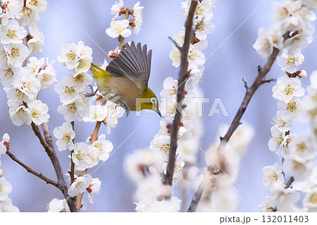 梅の蜜を求めるメジロ 132011403