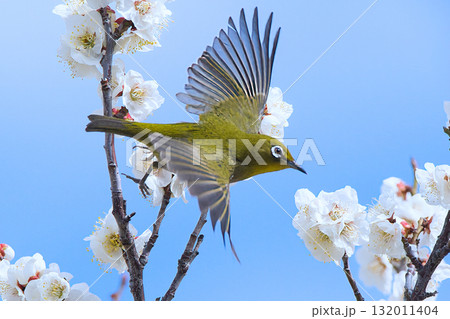 梅の木を飛び回るメジロ 梅の木を飛び回るメジロ 132011404