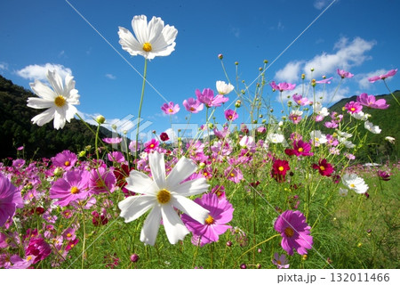 白いコスモス 132011466