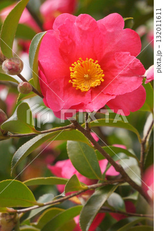 冬に咲くサザンカの花 冬に咲くサザンカの花 132011611