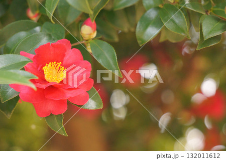 赤と白の玉ボケを入れたサザンカ 赤と白の玉ボケを入れたサザンカ 132011612