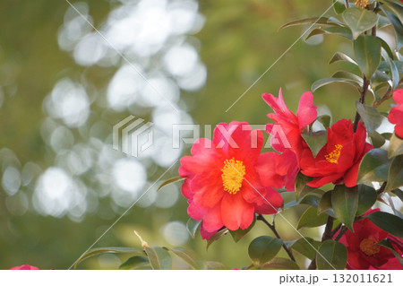 背景に玉ボケを入れた赤いサザンカの花 132011621