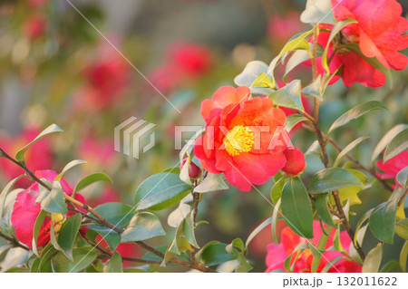 満開の赤いサザンカの花 満開の赤いサザンカの花 132011622