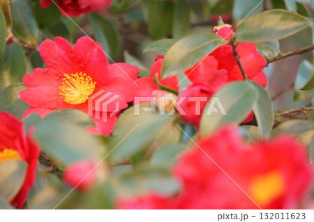 赤いサザンカ 132011623