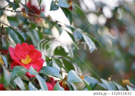 冬の公園に咲くサザンカ 冬の公園に咲くサザンカ 132011632