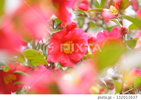 前後にぼかしを入れたサザンカの花 132011637