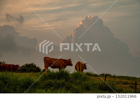 阿蘇の牧歌的な風景　熊本 132011966