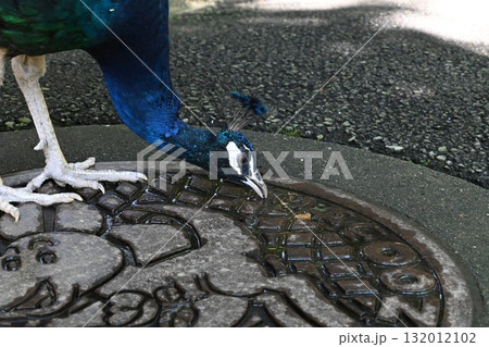 水を飲む美しいクジャク 132012102