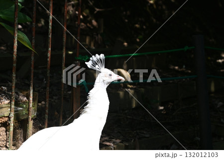 白いクジャクの横顔 132012103