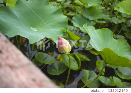 城沼の水面に浮かぶ蓮の葉と蕾の情景 城沼の水面に浮かぶ蓮の葉と蕾の情景 132012140