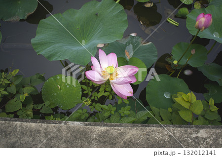 城沼に咲き誇る蓮の花が見せる最盛の美 城沼に咲き誇る蓮の花が見せる最盛の美 132012141