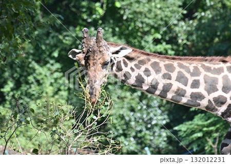 動物園のかわいいキリン 動物園のかわいいキリン 132012231