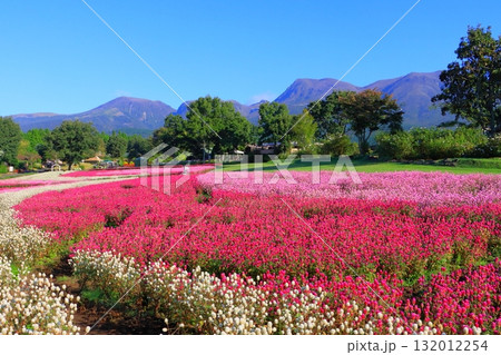 くじゅう連山と千日紅畑（竹田市久住町） 132012254