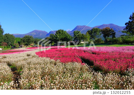 くじゅう連山と千日紅畑（竹田市久住町） 132012255