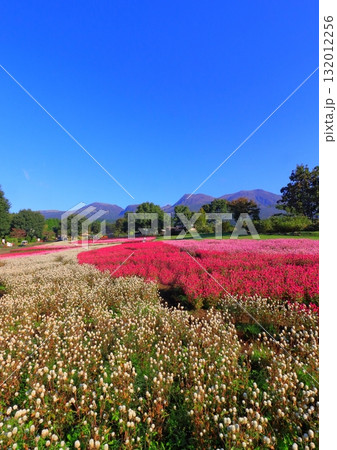 くじゅう連山と千日紅畑（竹田市久住町・縦構図） 132012256