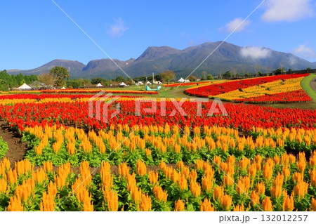 くじゅう連山とケイトウ畑（竹田市久住町） 132012257