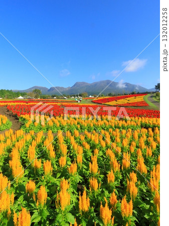 くじゅう連山とケイトウ畑（竹田市久住町・縦構図） 132012258