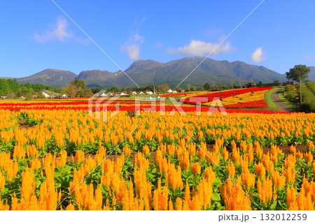 くじゅう連山とケイトウ畑(竹田市久住町) くじゅう連山とケイトウ畑(竹田市久住町) 132012259